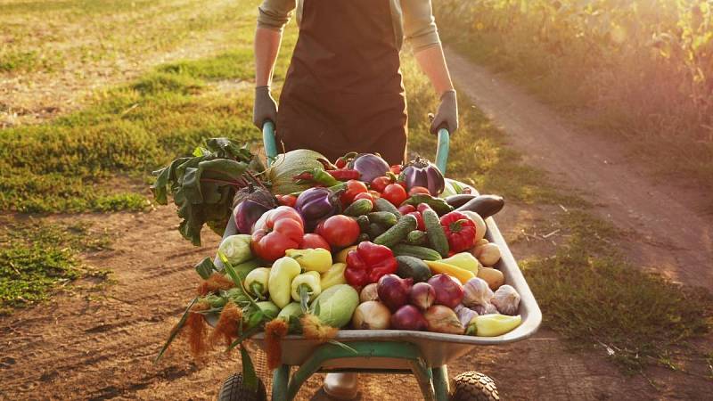 Kvasnicemi lze hnojit různé druhy zeleniny