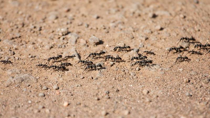 Mravencům můžete překazit cestu i pepřem