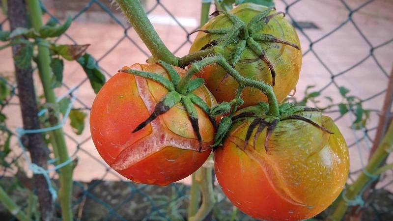 Nepravidelné zalévání způsobuje praskání rajčat