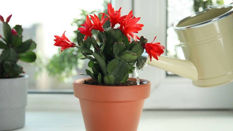 Červeně kvetoucí vánoční kaktus