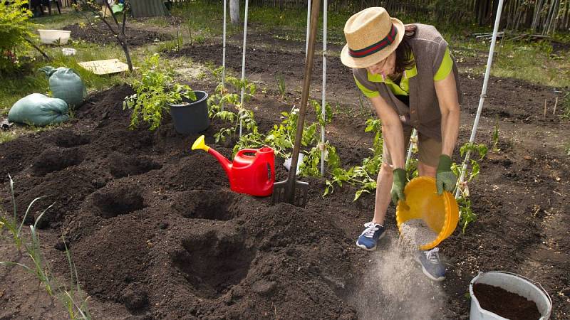Hnojení půdy, farmářka sype dřevěný popel do otvoru pro výsadbu sazenic rajčat.