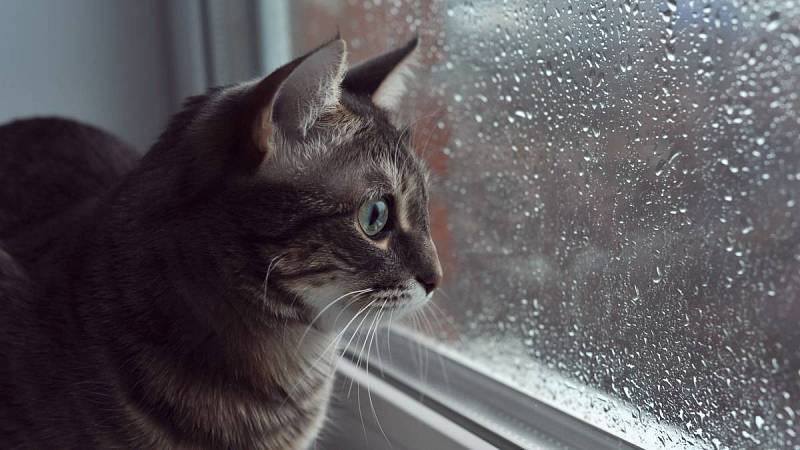 Kočka se dívá z okna, jak na dvoře prší.