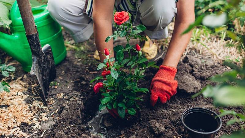 Přesazování červených růží z květináče do vlhké půdy