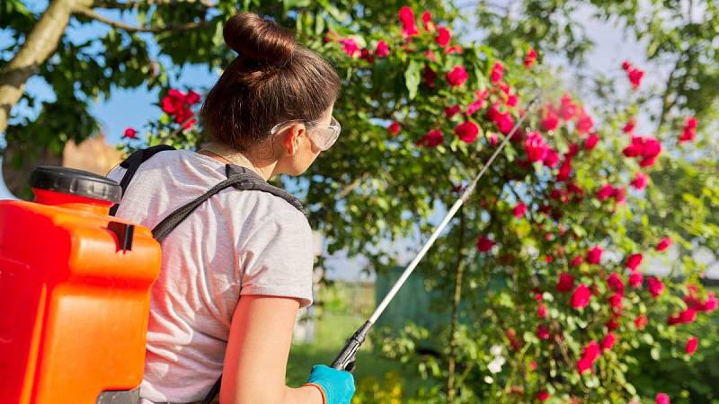 Ochrana růží před hmyzími škůdci