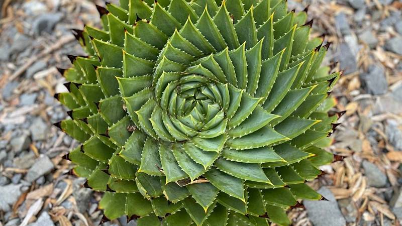 Aloe polyphylla, jejíž listy mají velmi výrazný spirálovitý tvar.