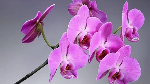 Rýžová směs, kterou stimulujete růst orchideje a posílíte její odolnost