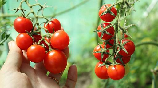 Přírodní hnojiva na rajčata – vyzkoušejte Epsomskou sůl