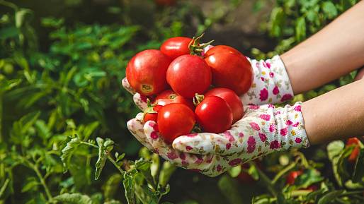 5 nejčastějších chyb při pěstování rajčat