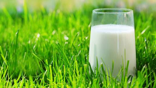 Smícháním vody a mléka vznikne účinný prostředek proti plísni nejen na okurkách