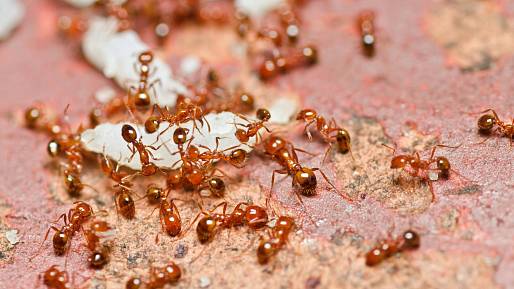 Vystrnaďte mravence bez chemie z domu i zahrádky