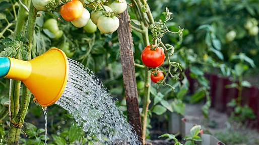 Rostliny, jejichž blízkost vám zajistí bohatou úrodu rajčat