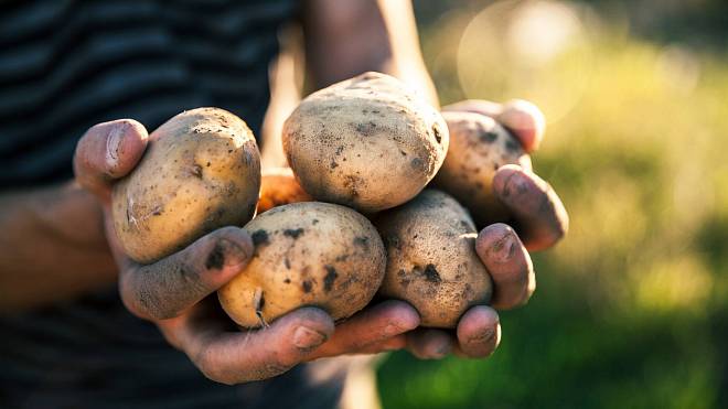 Pěstovat brambory lze i na balkoně, turecká metoda slibuje vysokou úrodu